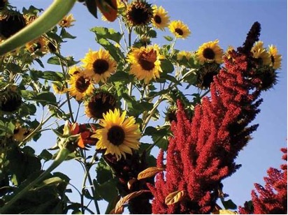 amarantha and sunflowers