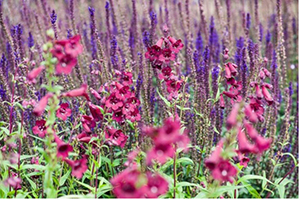 salvias and penstemons