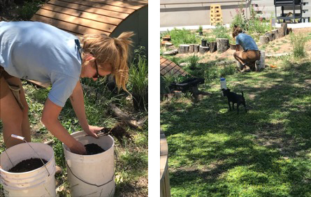 UNM volunteer planting at Explora! pocket garden