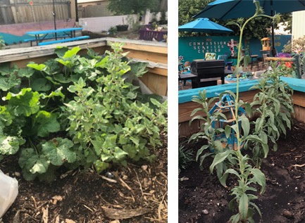 plants in container gardens at Compassion Services Center