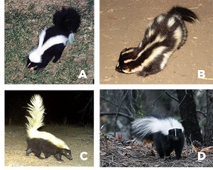 Skunk ID