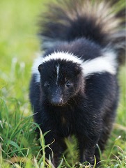 Striped Skunk