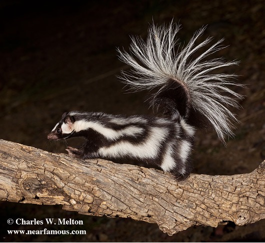 Western spotted Skunk